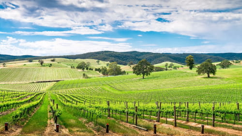 Australia - Barossa Vineyards